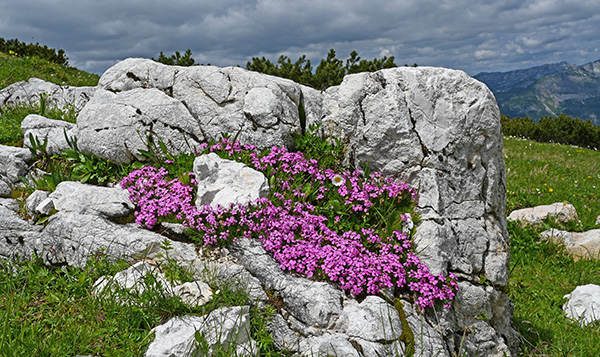 silene acaulis