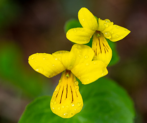 viola biflora