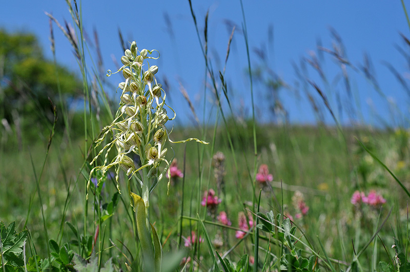 himantoglossum hircinum