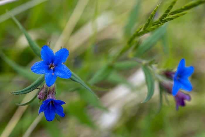 aegonychon purpurocaeruleum