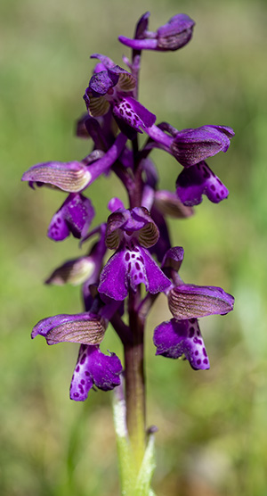 anacamptis morio 1