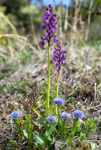 anacamptis morio 4