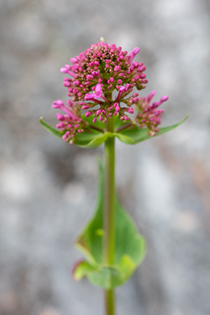 centranthus ruber