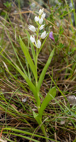 cephalanthera longifolia 1