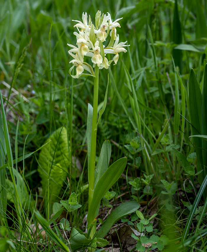 dactylorhiza sambucina 1