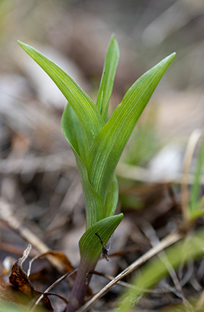 epipactis