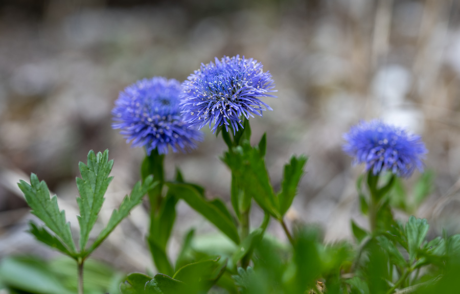 globularia