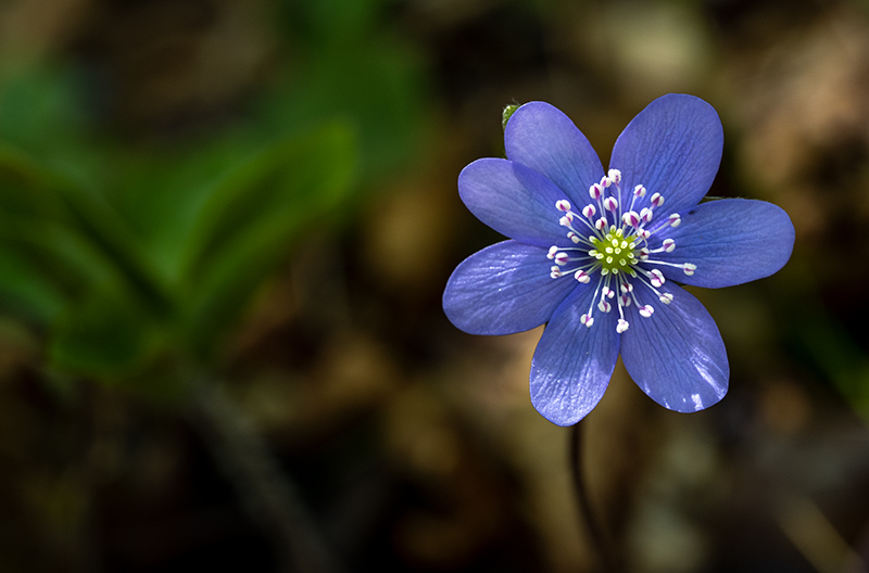 hepatica nobilis