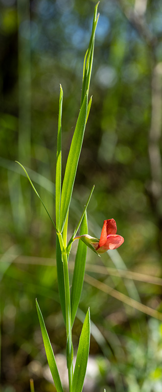 lathyrus sphaericus