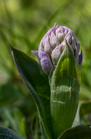 neotinea tridentata 1