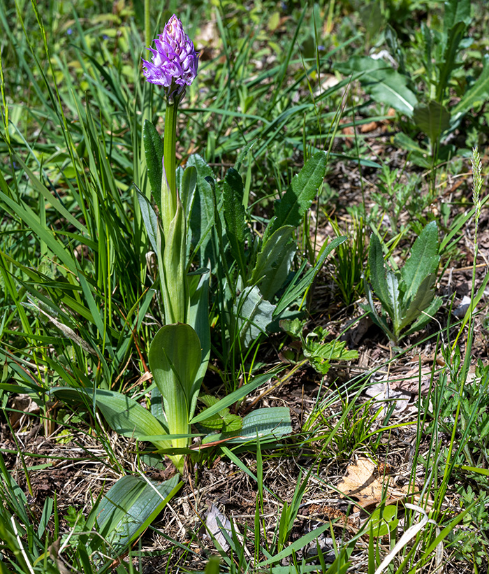 neotinea tridentata 2