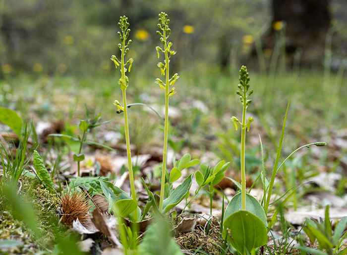 neottia ovata 1