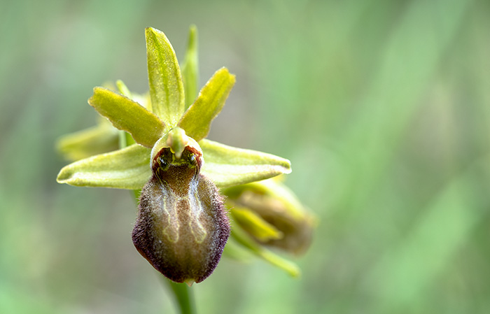 ophrys sphegodes 1