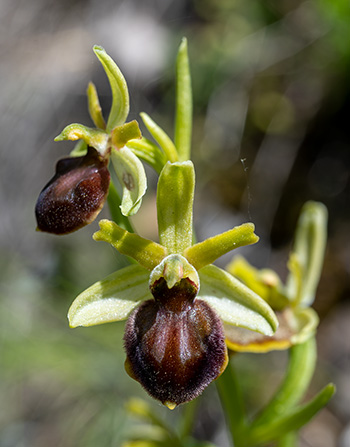 ophrys sphegodes 2