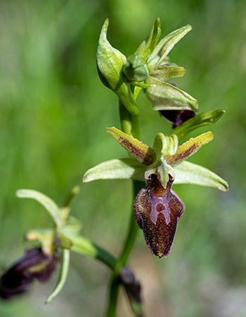 ophrys sphegodes 3