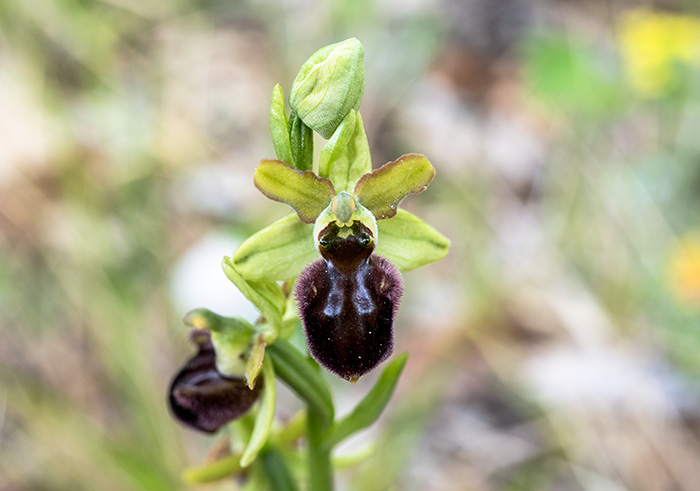 ophrys sphegodes 4