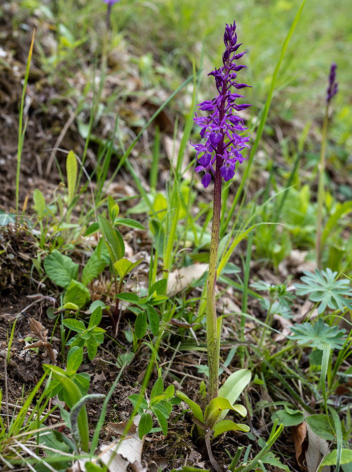 orchis mascula 1