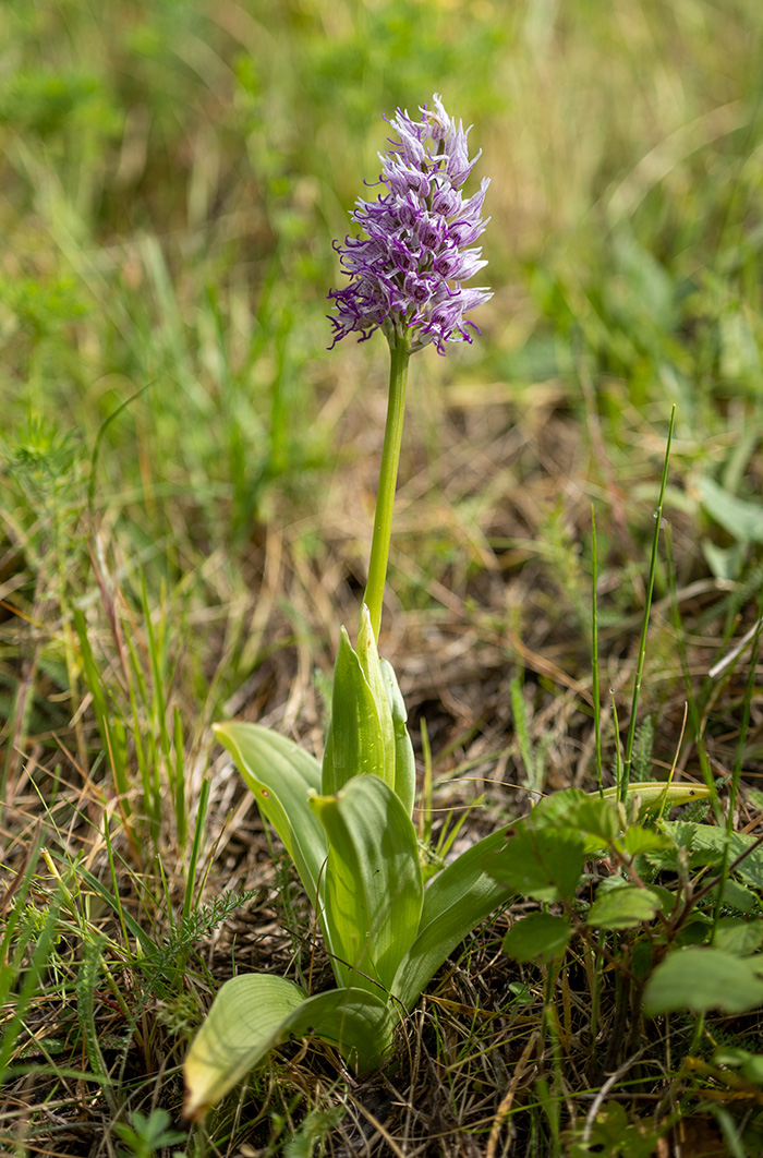 orchis simia 1