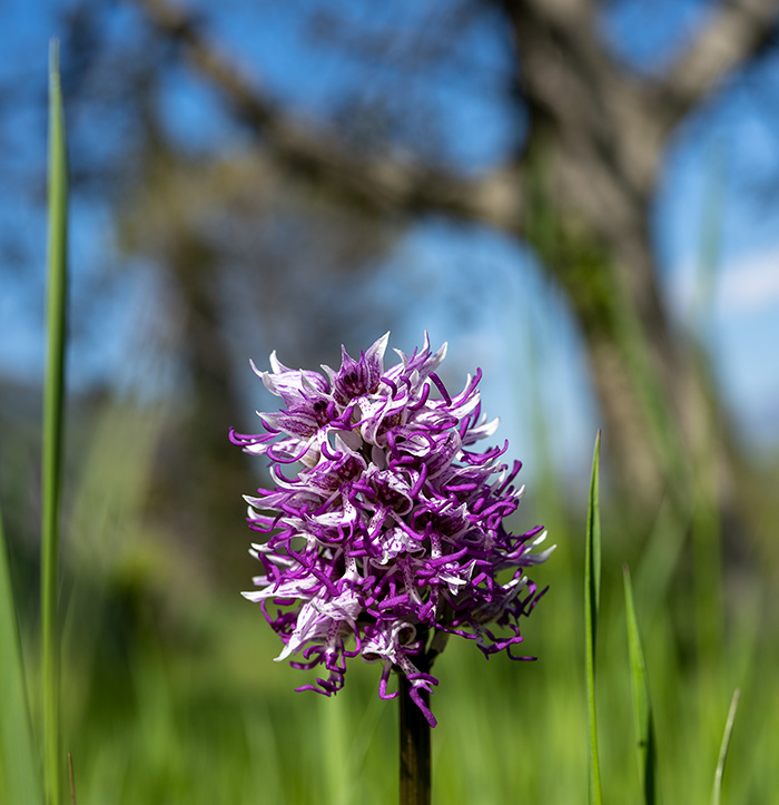 orchis simia 3