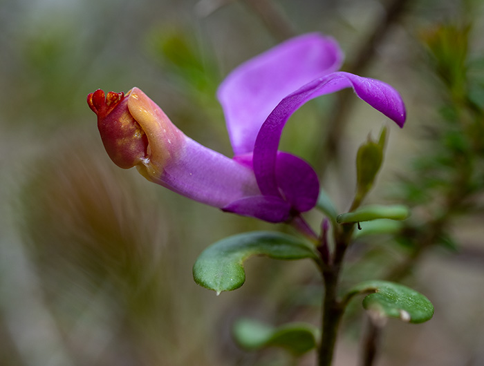 polygala chamaebuxus