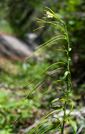 pseudoturritis turrita