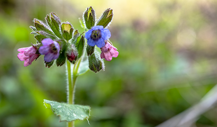 pulmonaria