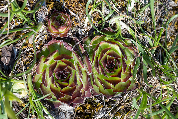 sempervivum tectorum