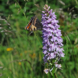 aglais urticae