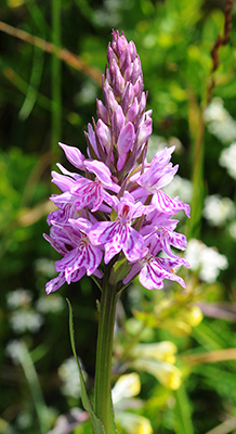 dactylorhiza fuchsii