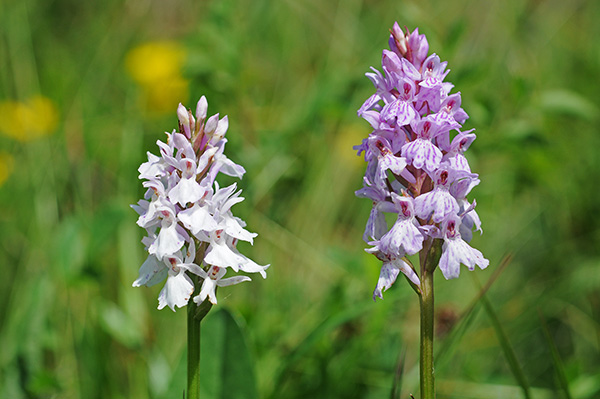 dactylorhiza maculata