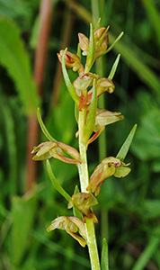 dactylorhiza viridis