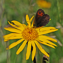 erebia ligea