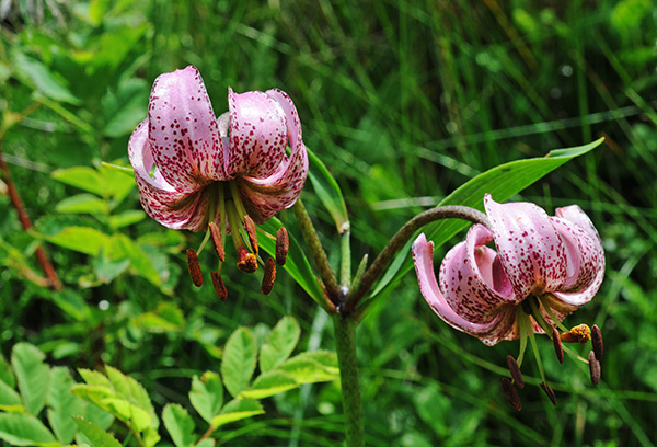 lilium martagon