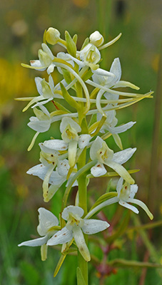 platanthera bifolia