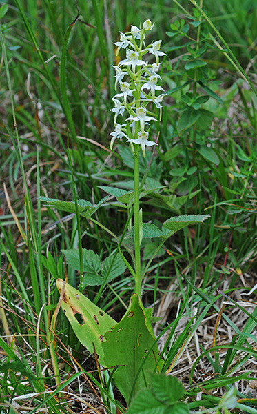 platanthera chlorantha