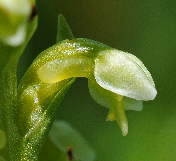 pseudorchis albida