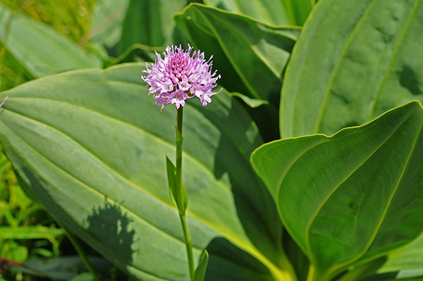 traunsteinera globosa