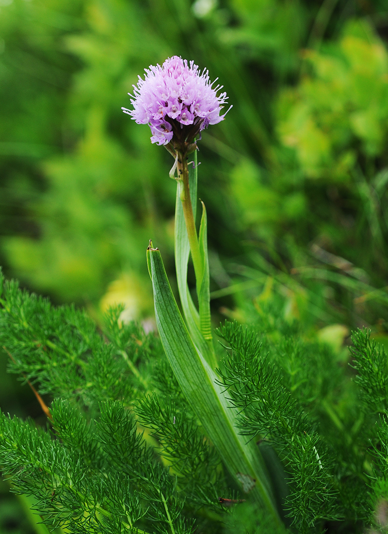 traunsteinera globosa 3