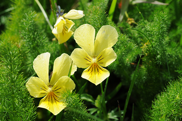 viola lutea