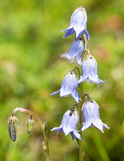 campanula barbata