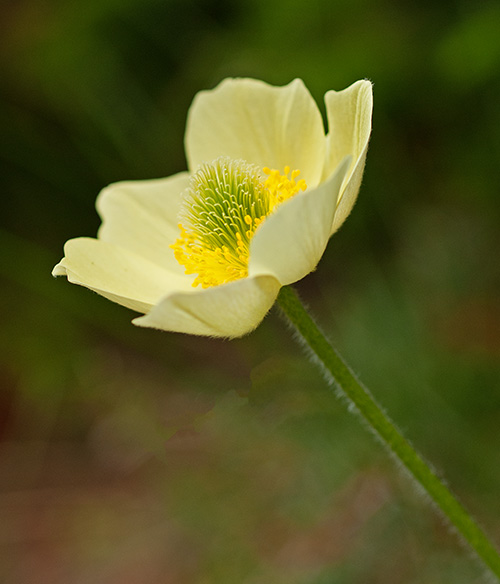 papaver