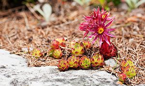 sempervivum