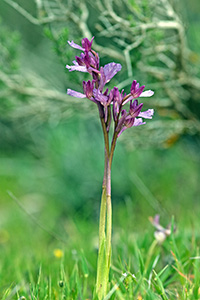 Anacamptis papilionacea subsp. palaestina