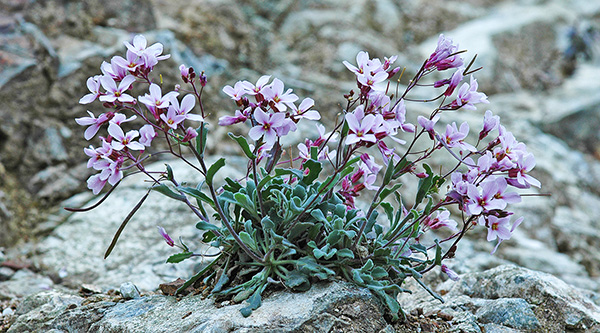 Arabis purpurea