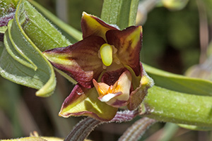 Epipactis veratrifolia