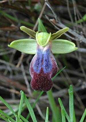 Ophrys iricolor