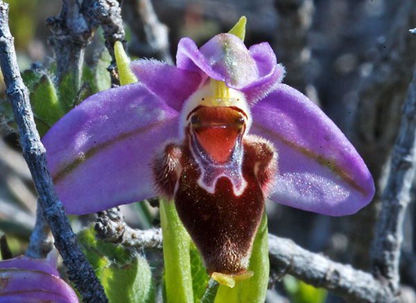 Ophrys lapethica