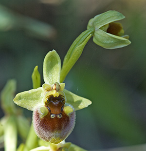 Ophrys levantina