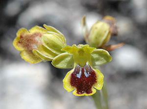 Ophrys lutea