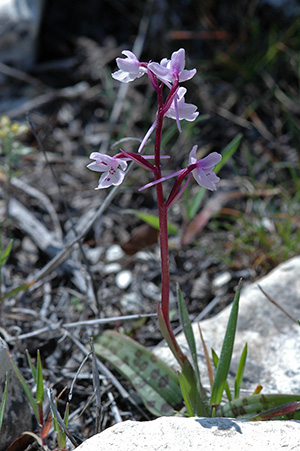 Orchis anatolica